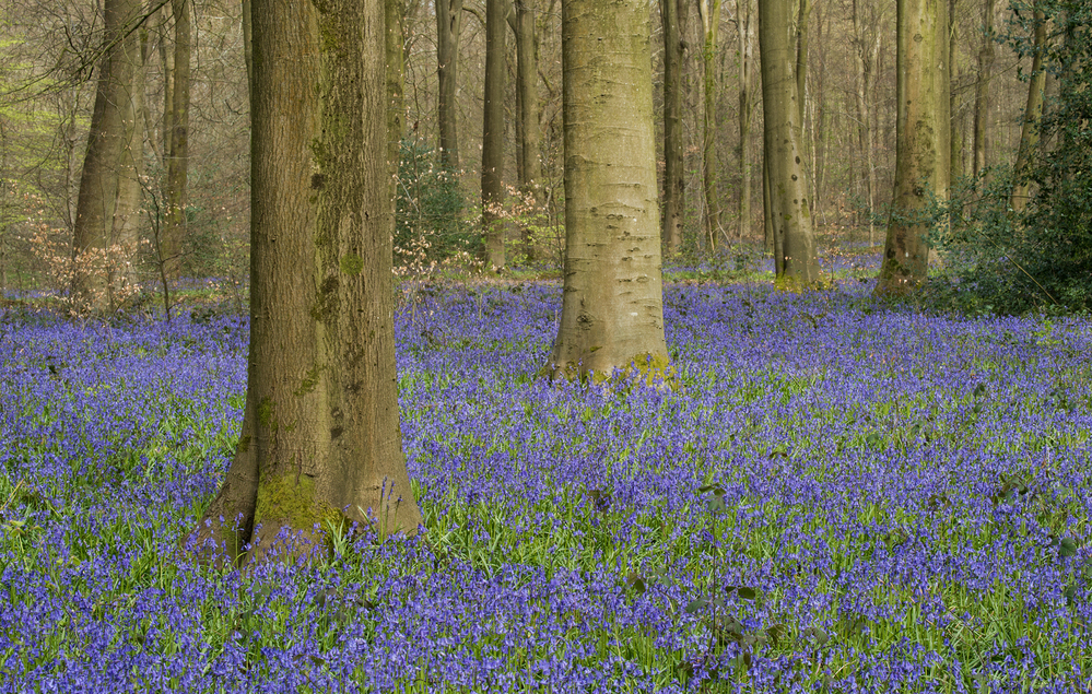 Micheldever Wood  Hampshire Bluebell Wood 9